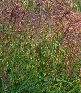 Miscanthus sinensis 'Flamingo'